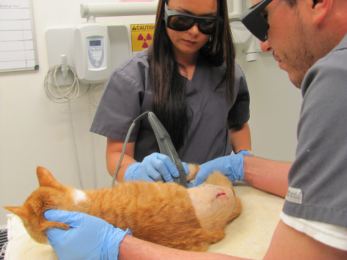 Staff doing laser therapy on cat