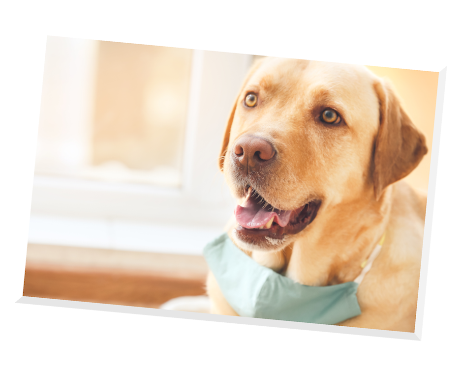 Dog with Mask